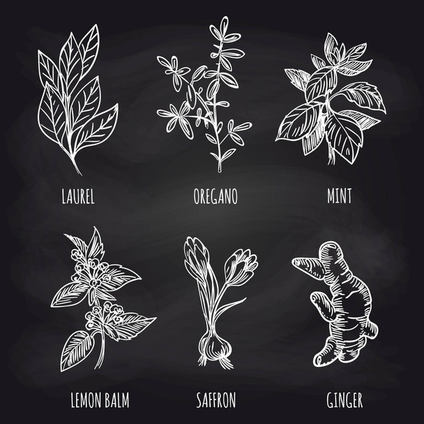 Herbs and spice on blackboard - Vector, Image