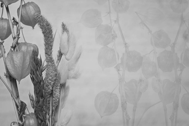 beau bouquet de fleurs et de plantes en gros plan (physalis, Lanterne chinoise). Style asiatique. technique créative - double exposition, photographie en noir et blanc
 - Photo, image