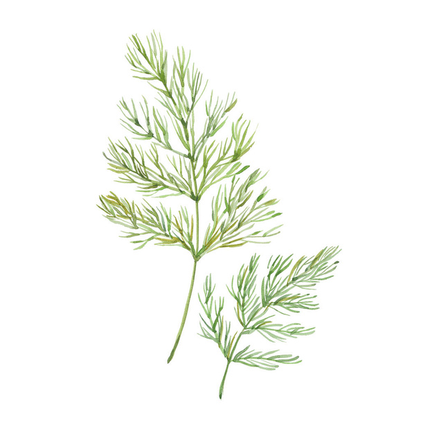 Sprig of dill - Foto, afbeelding