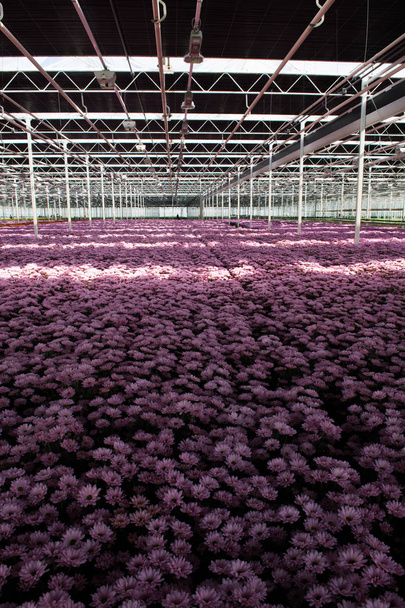 Chrysant bloemen groei in enorme Nederlandse serre, bloemen f - Foto, afbeelding