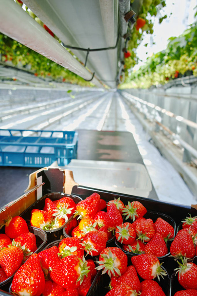 Ernte im Kasten - schmackhafter Bio-Erdbeeranbau in großen Niederlanden - Foto, Bild