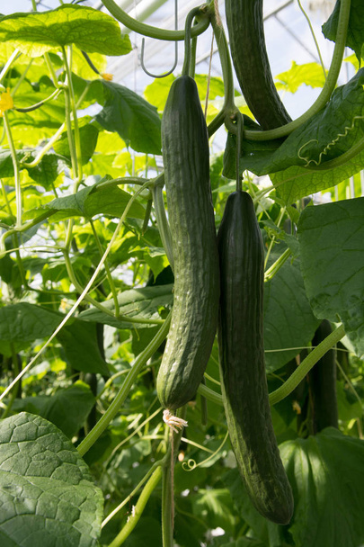 Smakelijke biologische groene komkommers groei in de grote Nederlandse kas, ev - Foto, afbeelding