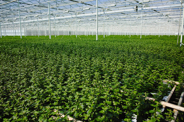 Chrysanthemum flowers growth in huge Dutch greenhouse, flowers f - Photo, Image