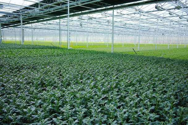 Chrysanthemum flowers growth in huge Dutch greenhouse, flowers f - Foto, immagini