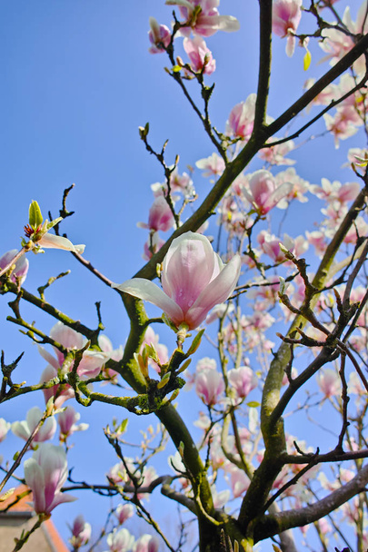 Ανθίσει ροζ Magnolia stellata με μεγάλα λουλούδια την άνοιξη  - Φωτογραφία, εικόνα