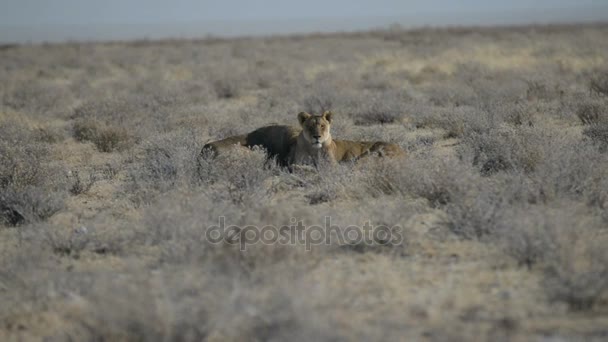 Pari leijonaa makaa maassa pensaikossa. Luonnonvaraisten eläinten safari Etoshan kansallispuistossa, päänähtävyys Namibiassa, Afrikassa
 - Materiaali, video