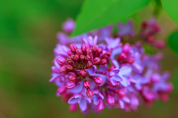 Close-up de lilás sobre fundo colorido
 - Foto, Imagem