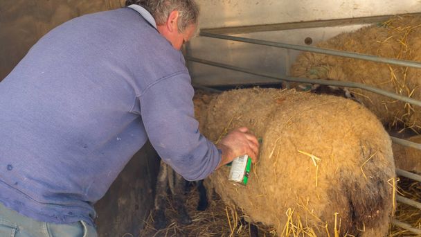 Farming caring for sheep - Photo, Image