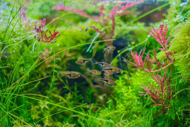 close up image of aquarium tank with a variety of aquatic plants inside. - Photo, Image