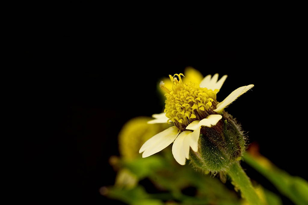Мексиканская маргаритка или цветок Тридакса на темном фоне
 - Фото, изображение