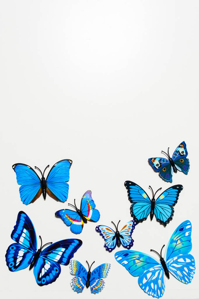 Blue butterfly on white background - Фото, изображение