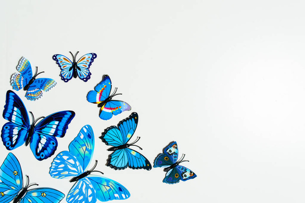 Blue butterfly on white background - 写真・画像