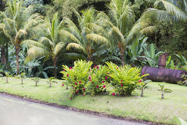 Tropical garden Martinique - Фото, изображение