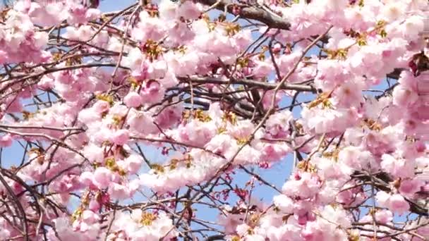 春の桜の開花の花 - 映像、動画
