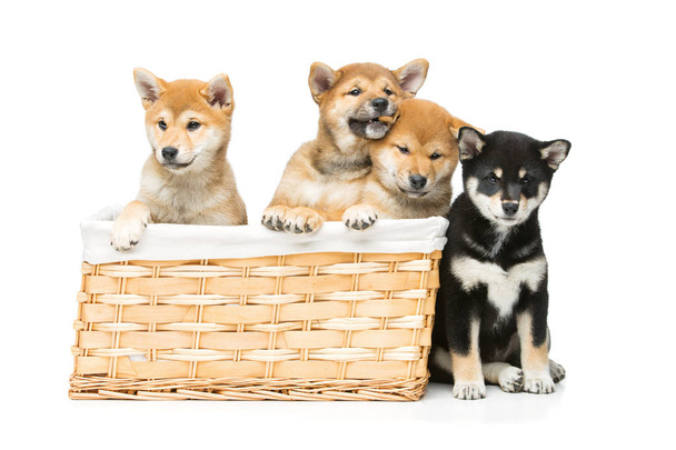 Bellissimi cuccioli di shiba inu nel cestino
 - Foto, immagini