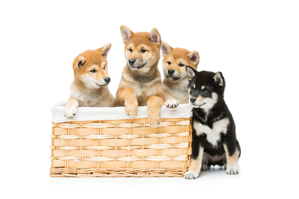 Hermosos cachorros shiba inu en cesta
 - Foto, Imagen