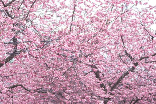 Fleur de cerisier japonais rose au printemps. Stockholm
 - Photo, image