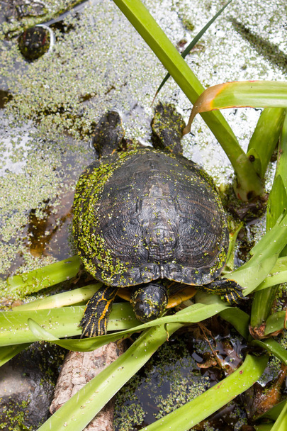 Болотная черепаха
 - Фото, изображение