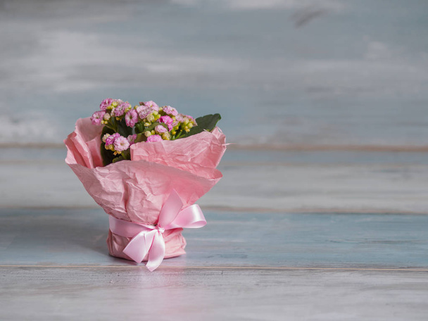 Beautiful pot of flowers wrapped in pink paper, gift - Photo, image