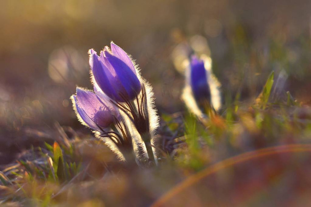 Frühlingsblumen. Schön blühende Pasqueblume und Sonne mit einem natürlich gefärbten Hintergrund. (Pulsatilla grandis) - Foto, Bild