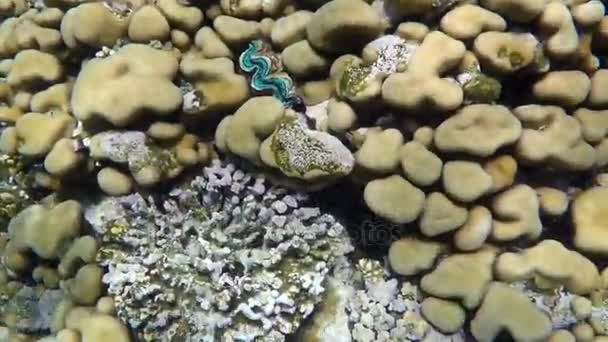 Πανέμορφες κοραλλιογενή ύφαλο με κοράλλια υποβρύχια στην Ερυθρά θάλασσα. - Πλάνα, βίντεο