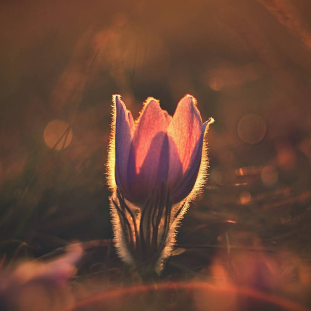 Flores de primavera. Hermosa flor pascual floreciente y sol con un fondo de color natural. (Pulsatilla grandis) - Foto, Imagen