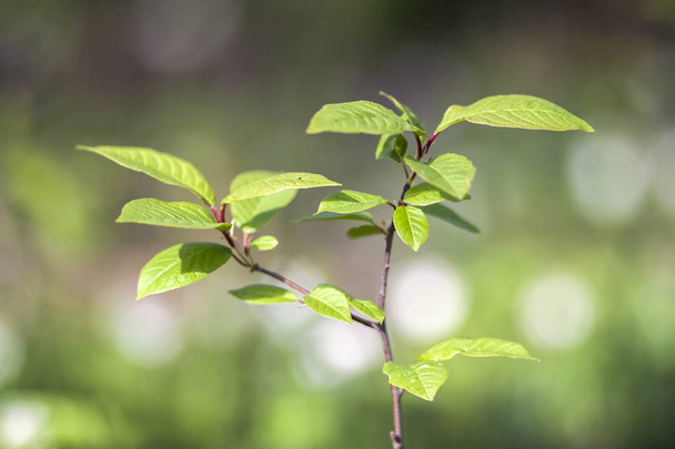 Zielone liście młode drzewa na wiosnę. Początek nowego życia w s - Zdjęcie, obraz