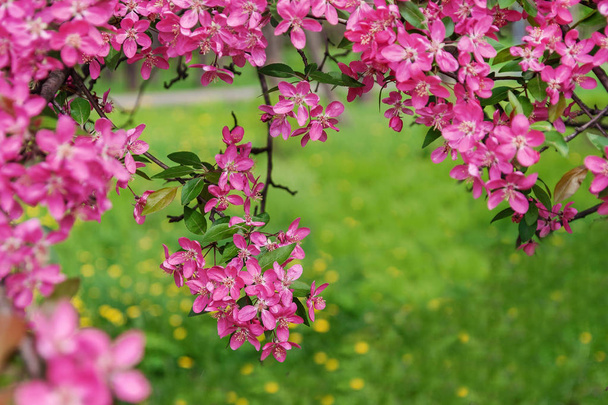 Рожеві красиві квіти дерева райська яблуня на фоні
  - Фото, зображення