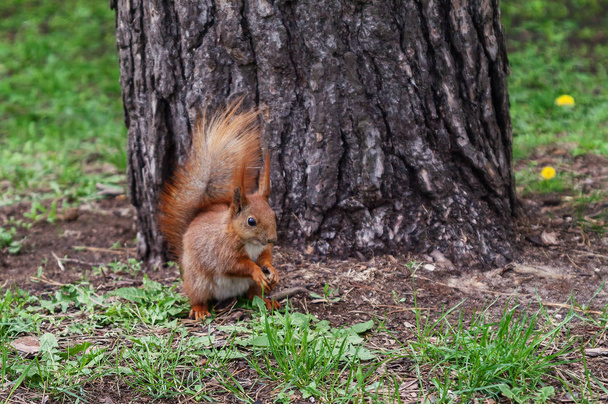 Red-haired furry squirrel jumping in green bright grass and look - Foto, Bild