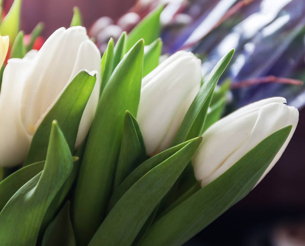Primer plano de ramos de tulipanes blancos, en desenfoque
 - Foto, Imagen