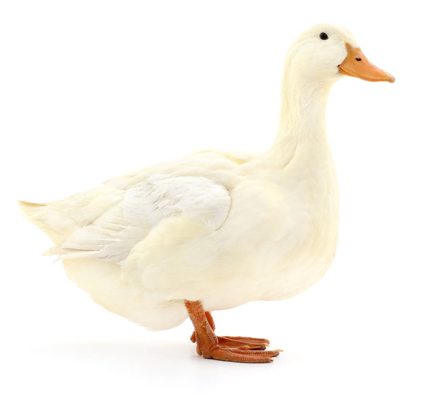 White duck on white. - Foto, Bild