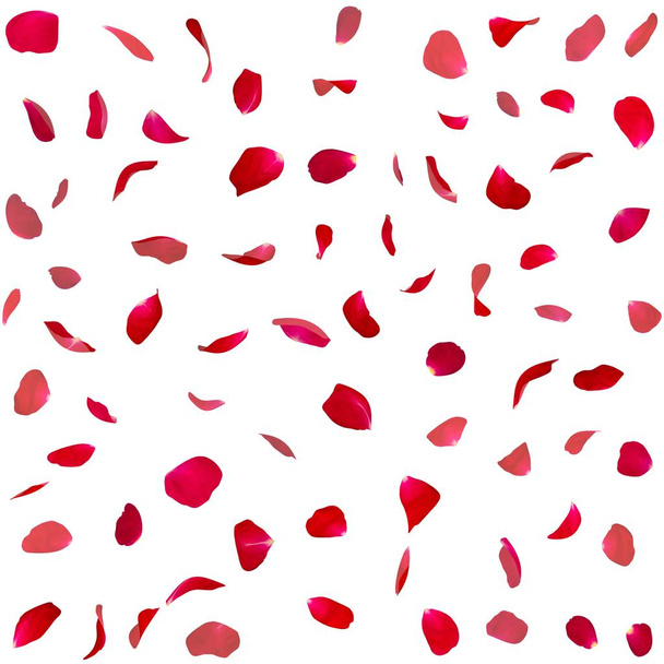 Textura inconsútil de pétalos de rosa roja
 - Foto, imagen