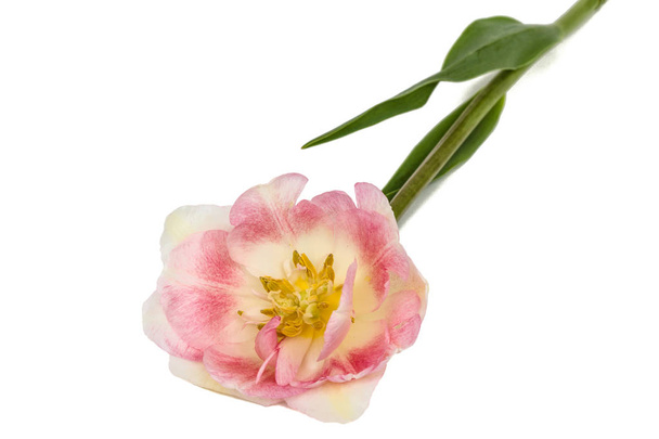Virág, tulipán, elszigetelt fehér background - Fotó, kép