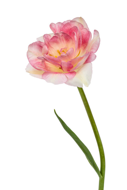 Flor de tulipán, aislada sobre fondo blanco
 - Foto, imagen