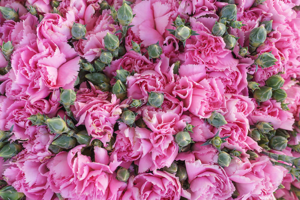 Zavřené růže z růžového karafiátu - Fotografie, Obrázek