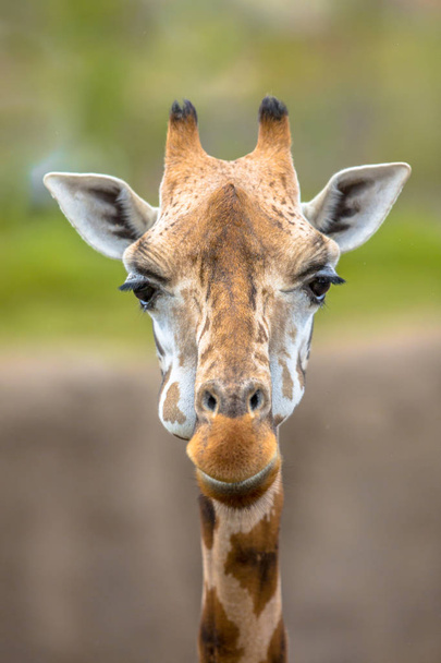 Frontal view of southern giraffe - Foto, Imagen