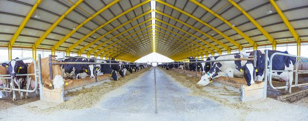 牛舎畜産農業農業 - 写真・画像