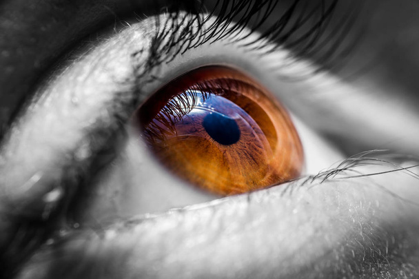 Brown human eye - Photo, Image