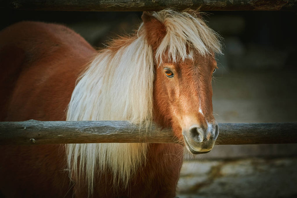 Portrait of Chestnut Pony - Φωτογραφία, εικόνα