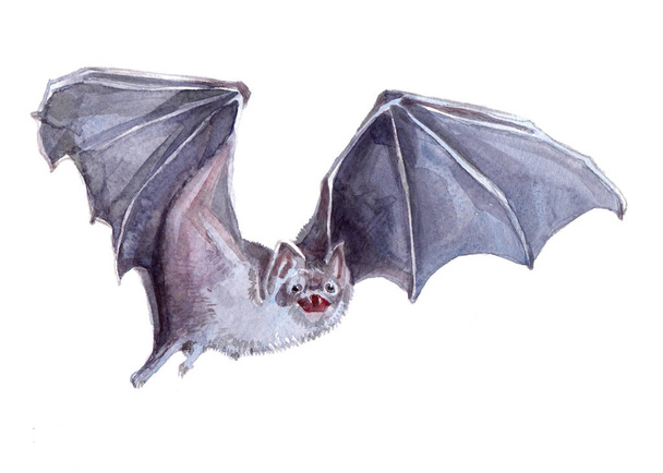 Watercolor single Bat animal isolated - Photo, Image