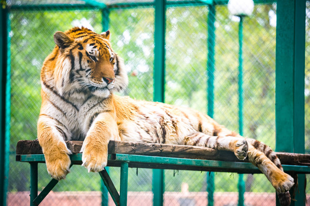 Tigre siberiano (Panthera tigris altaica) -tigre de Amur
 - Foto, Imagem