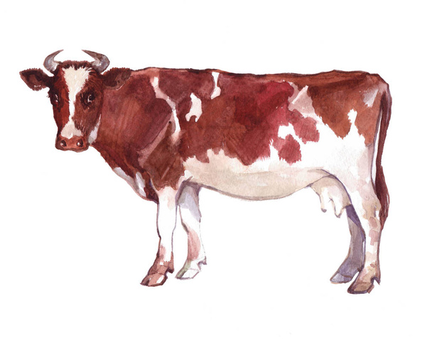 Watercolor single cow animal isolated  - Photo, Image