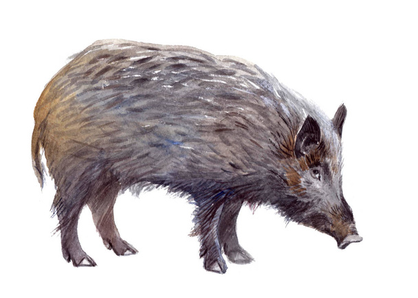 Akvarell egyetlen vaddisznó állatot, izolált - Fotó, kép