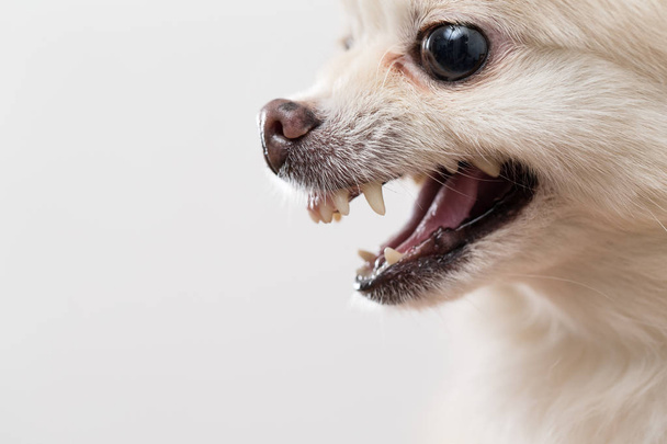 Pommeren hond weergegeven: tanden - Foto, afbeelding