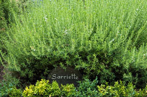  labelled savory bush in a French garden - Photo, Image