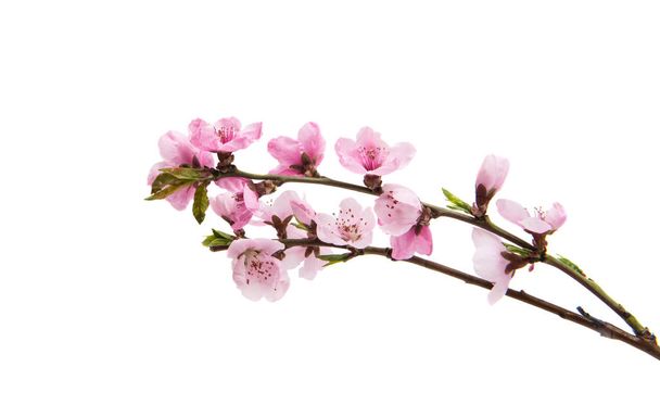 Sakura λουλούδια απομονωμένες - Φωτογραφία, εικόνα
