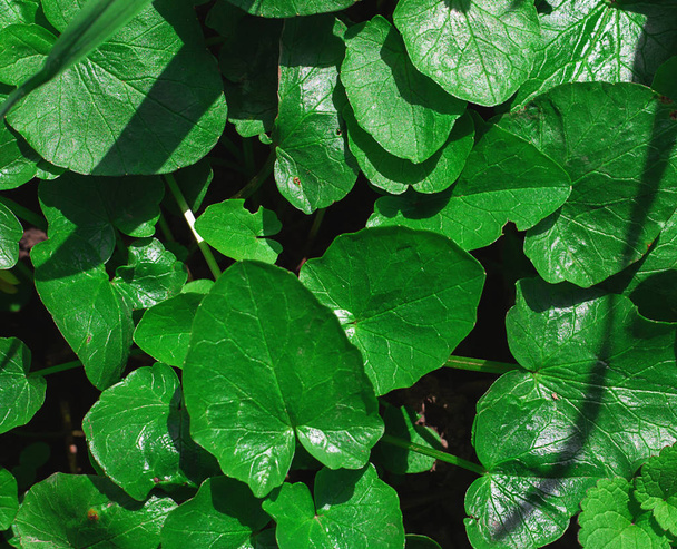 πράσινο γρασίδι υφή - Φωτογραφία, εικόνα