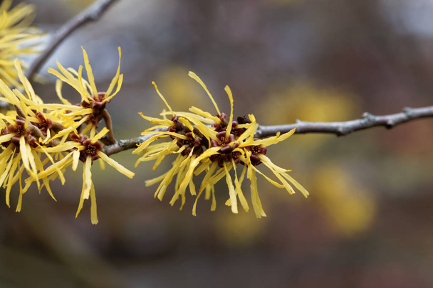 Flower of a Chinese witch hazel - Photo, Image
