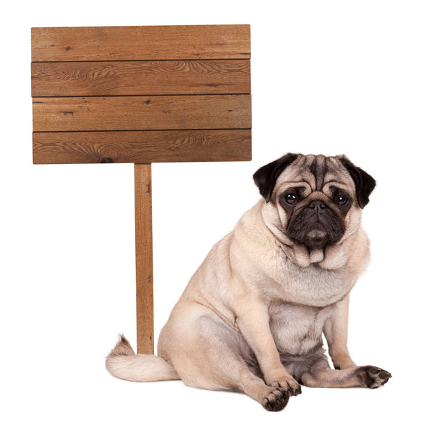 encantador perro lindo cachorro lindo pug sentado junto a un cartel de madera en blanco en el poste, aislado en el fondo blanco
 - Foto, imagen