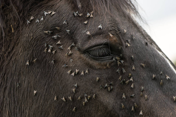 Horse with lots of flies on face and eye - Photo, Image